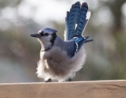 A blue jay fluffs up at -25°C