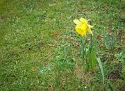 A daffodil in January