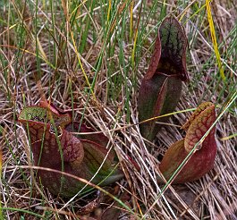 Pitcher plant, Cape Breton Highlands, Nova Scotia