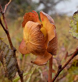 Pitcher plant, Cape Breton Highlands, Nova Scotia