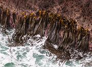 Taiaroa Head, Otago peninsular