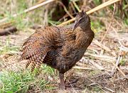 A friendly weka