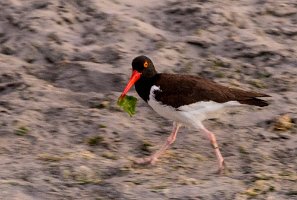 Peru2017 5D3 3863 2000