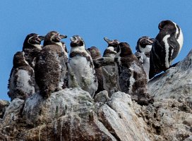 Young Humbolt Penguins shedding their down