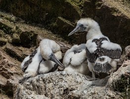 Young boobies