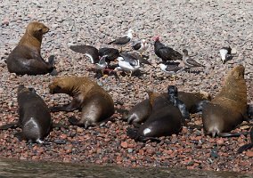 Gulls and vultures gorge on the sea lion's placenta