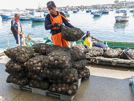 Unloading scallops