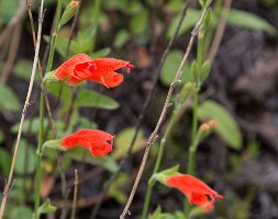 Peru2017 5D3 4511 2000