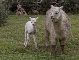 Alpaca