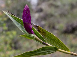 Peru2017 5D3 4777 2000