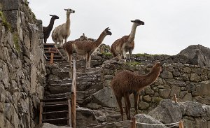 Llamas greet our arriveal at Machu Picchu