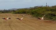 Flamingos, Lac Bay