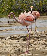 Flamingos, Lac Bay