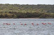 Flamingos - Jan Thiel salt pans