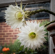 Katka's cacti, Letchworth, England