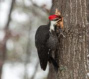 A pileated woodpecker started the feast